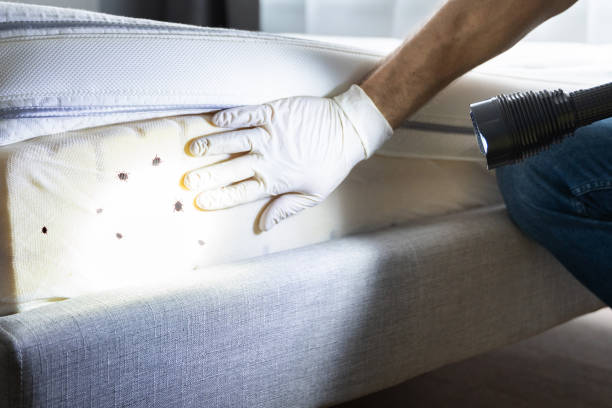 Best Cockroach Control Services  in Candor, NC